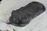 Bargain, Morocconites Trilobite Fossil - Morocco #100369-3
